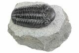 Prone Morocops Trilobite Fossil - Ofaten, Morocco #383416-2
